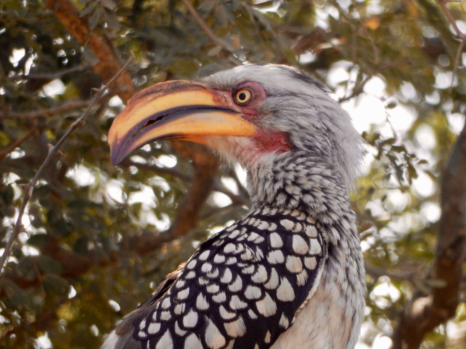 Nikon Coolpix S9900 sample photo. Bananenvogel, south africa, eyes photography