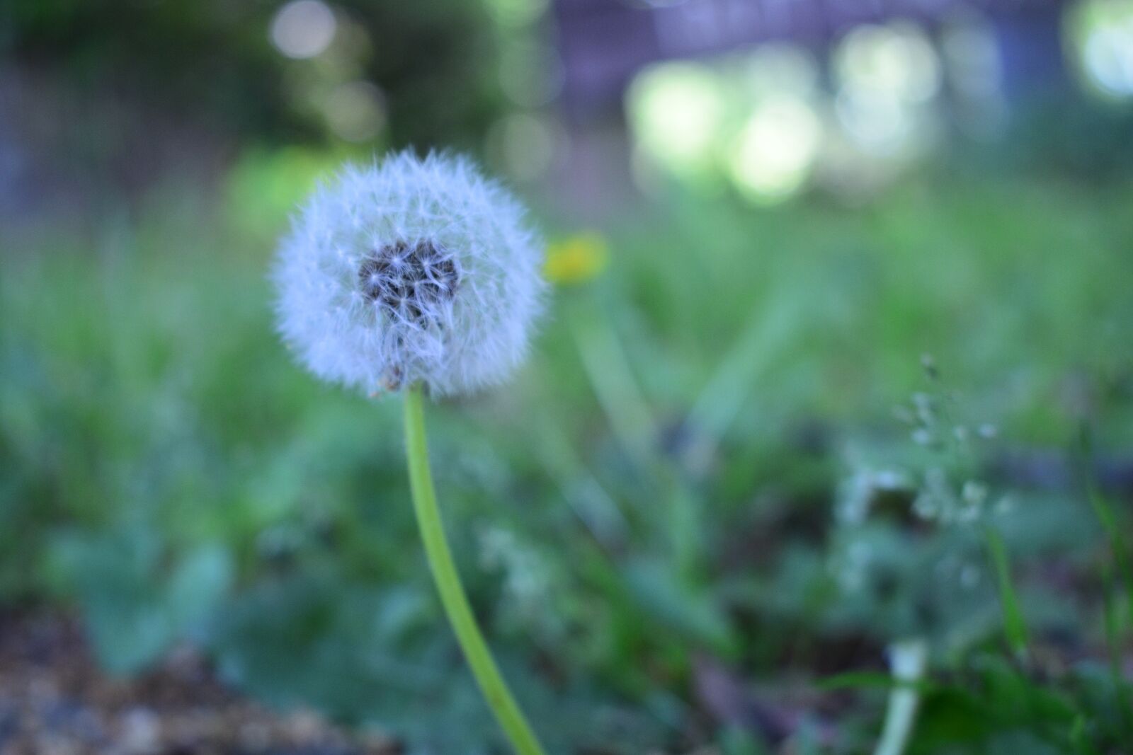 Nikon D3400 sample photo. Background, nature, plant photography