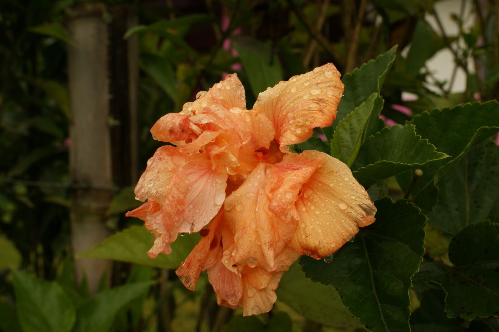 Sony Alpha DSLR-A390 sample photo. Images, area, kettle photography
