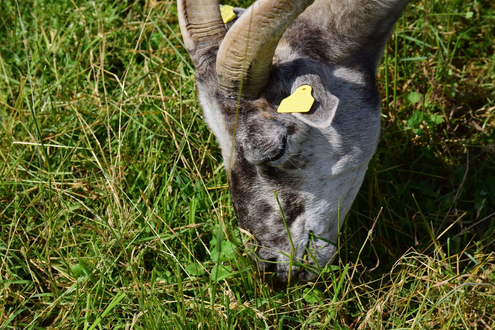 Nikon D3300 sample photo. Goat, grass, animal photography