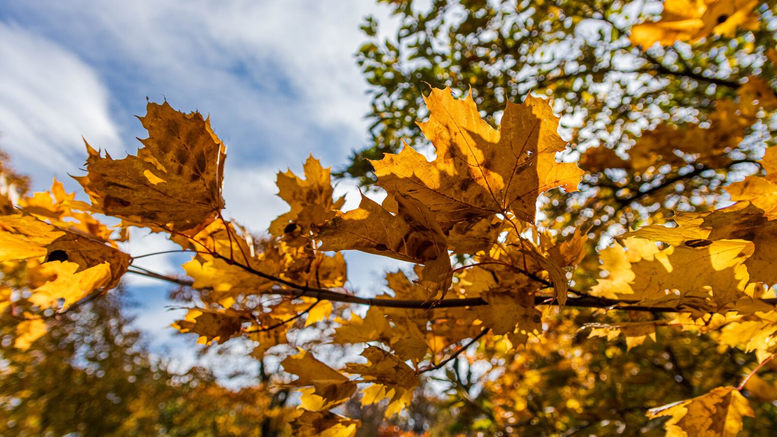Canon EOS 80D sample photo. Autumn, foliage, yellow photography