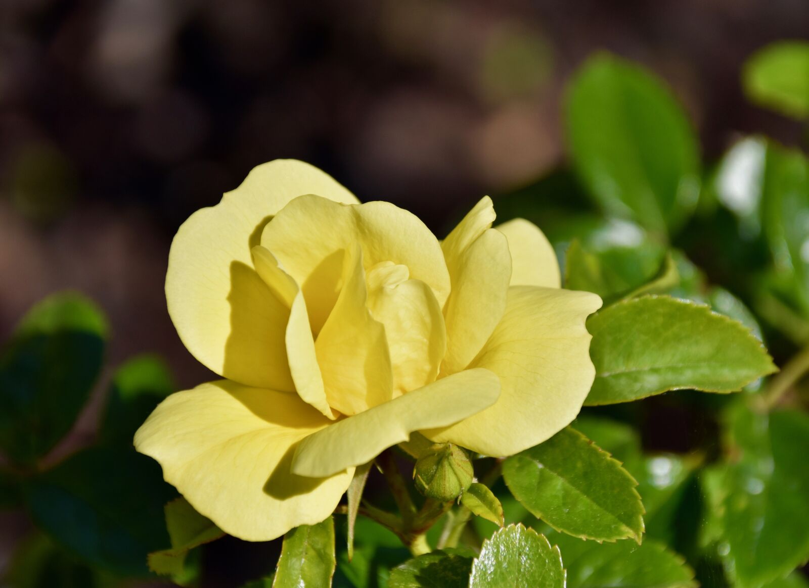 Nikon D5600 sample photo. Flower, flower petals yellow photography