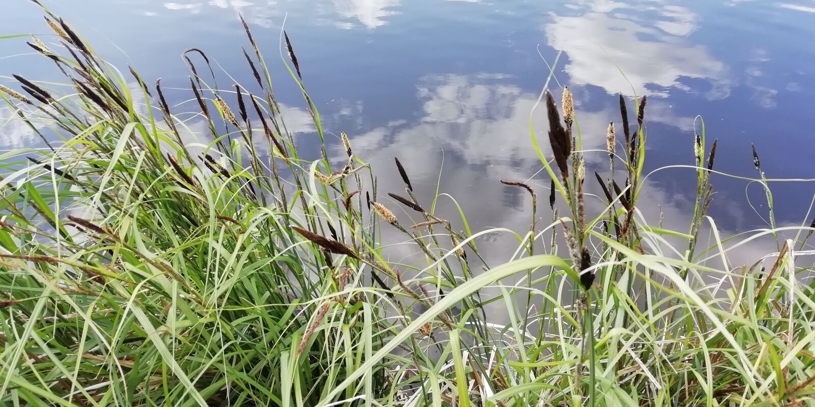 HUAWEI FIG-LX1 sample photo. Water, nature, grass photography