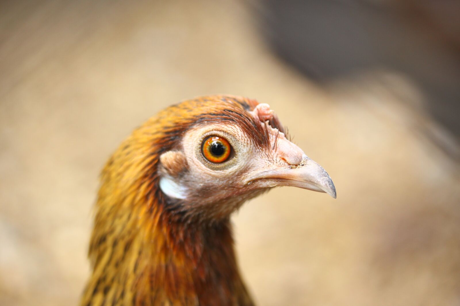 Canon EOS 50D sample photo. Poultry, chicken, animal photography