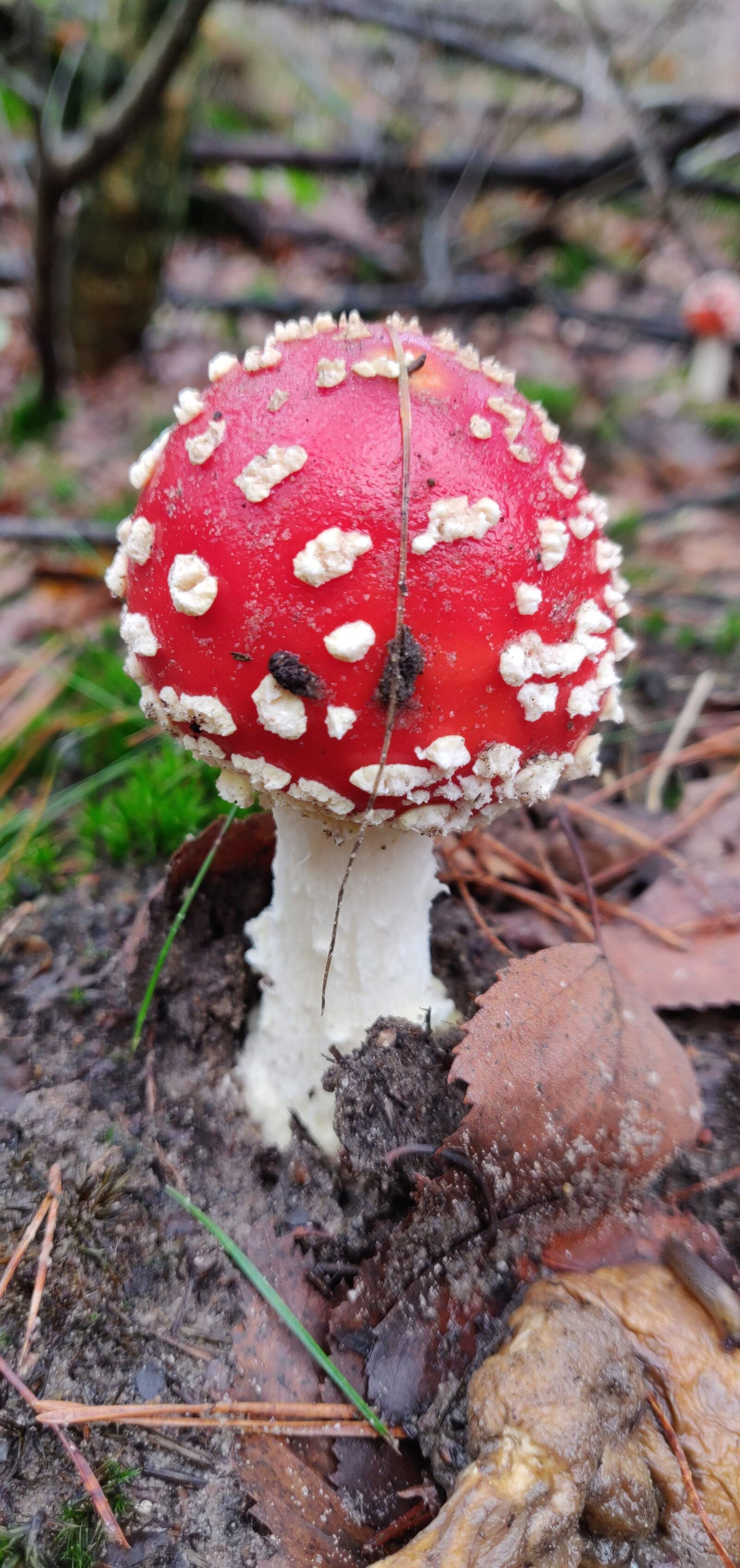 OnePlus 6 sample photo. Nature, mushroom, autumn photography
