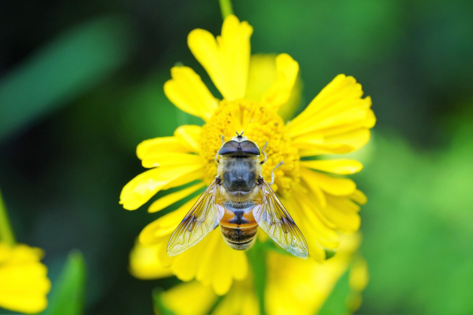Sony a7R III + Sony FE 90mm F2.8 Macro G OSS sample photo. Flower, nature, yellow photography