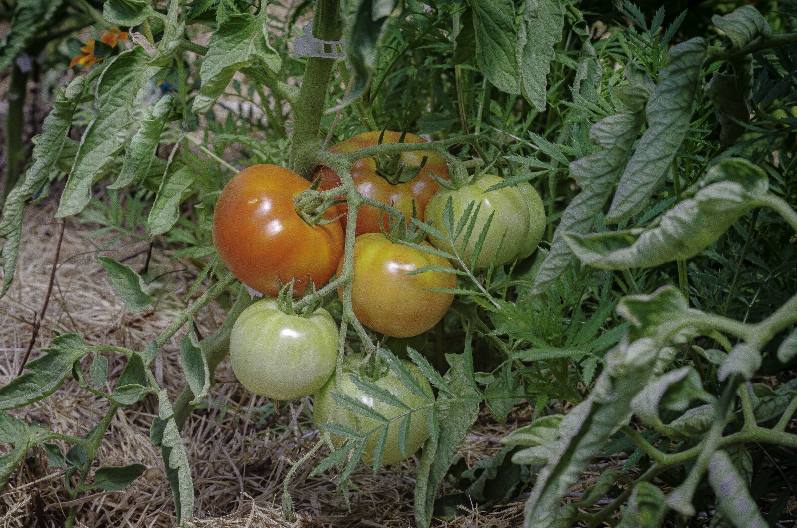 Nikon D7000 sample photo. Tomatoes, gardening, vegetable garden photography