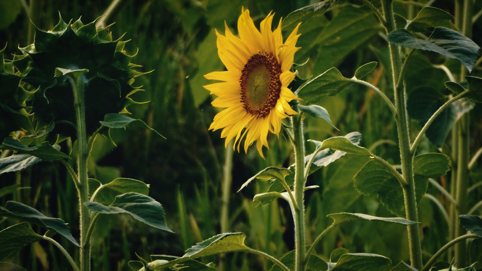 Sony Cyber-shot DSC-HX400V sample photo. Sunflower, garden of sunflowers photography