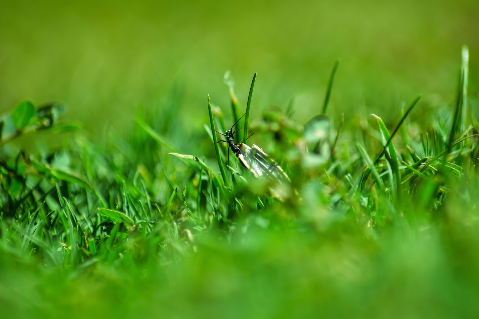 Nikon D3300 sample photo. Ants, green, nature photography