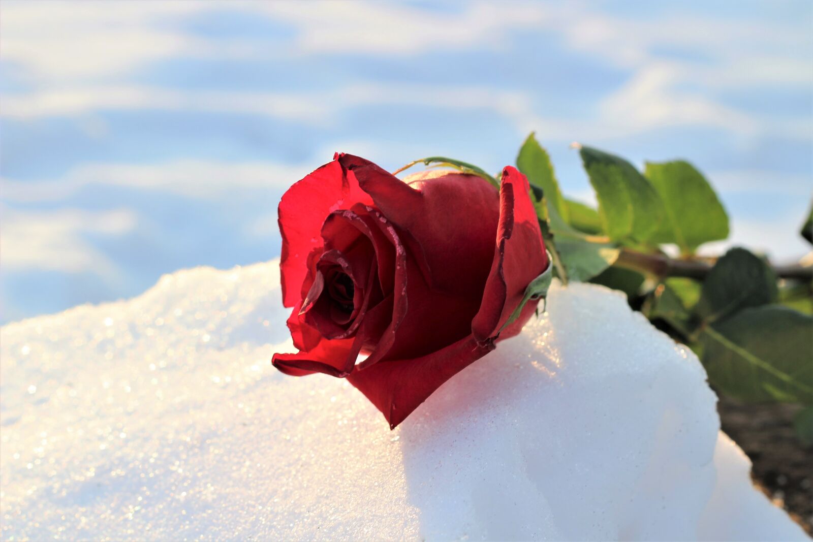 Canon EOS 600D (Rebel EOS T3i / EOS Kiss X5) + Canon EF 50mm F1.8 II sample photo. Frozen red rose in photography