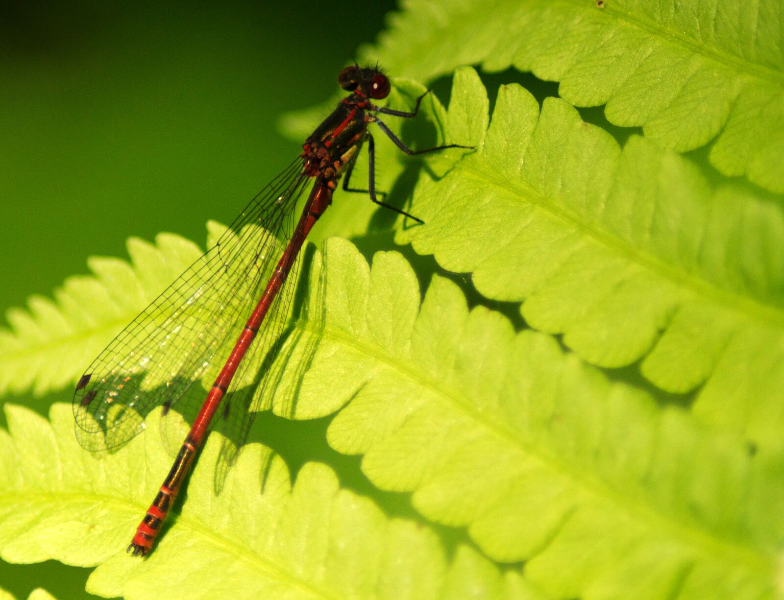 Sony SLT-A57 sample photo. Early adonis dragonfly, dragonfly photography