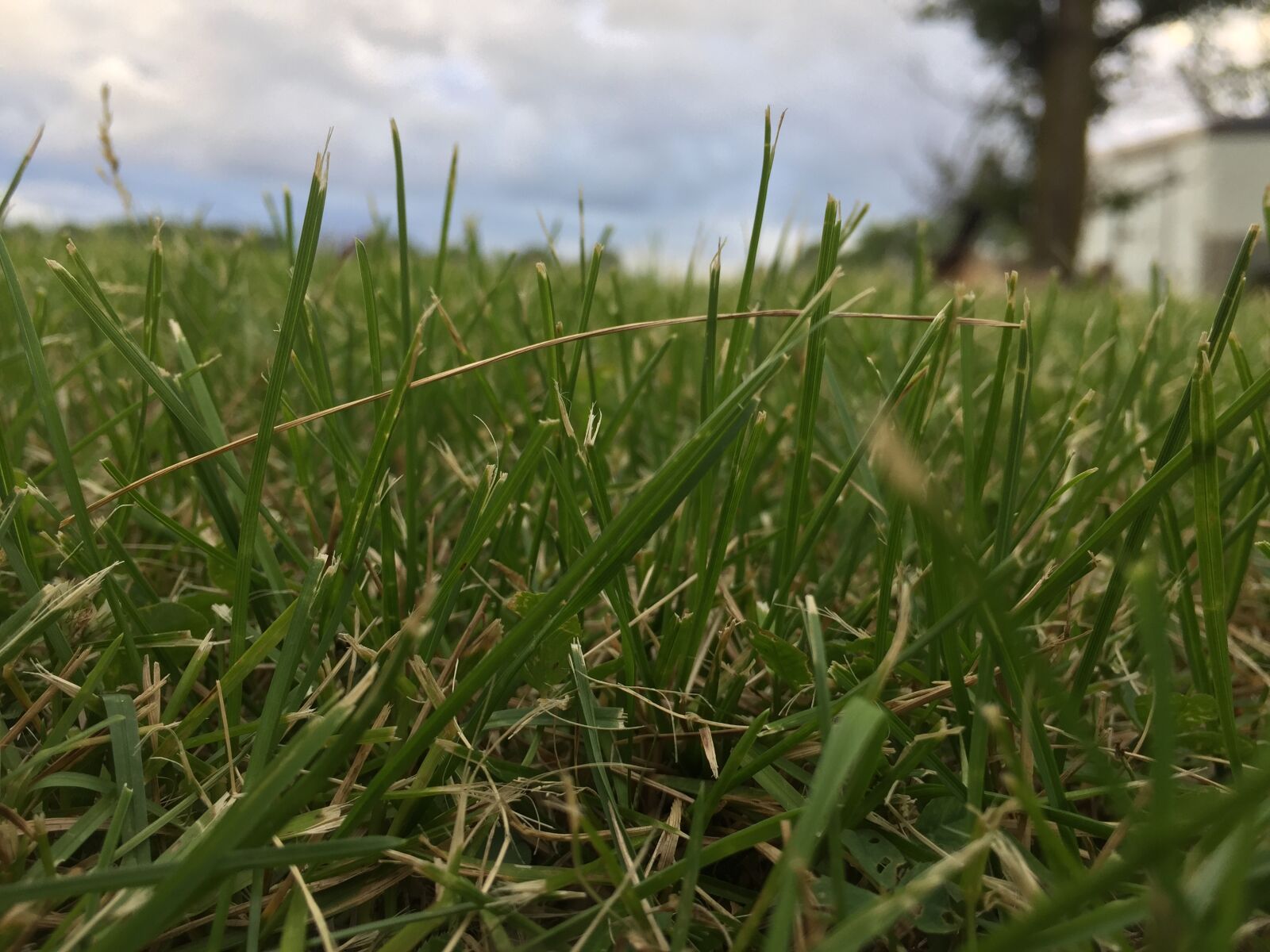 iPhone 6 back camera 4.15mm f/2.2 sample photo. Grass photography