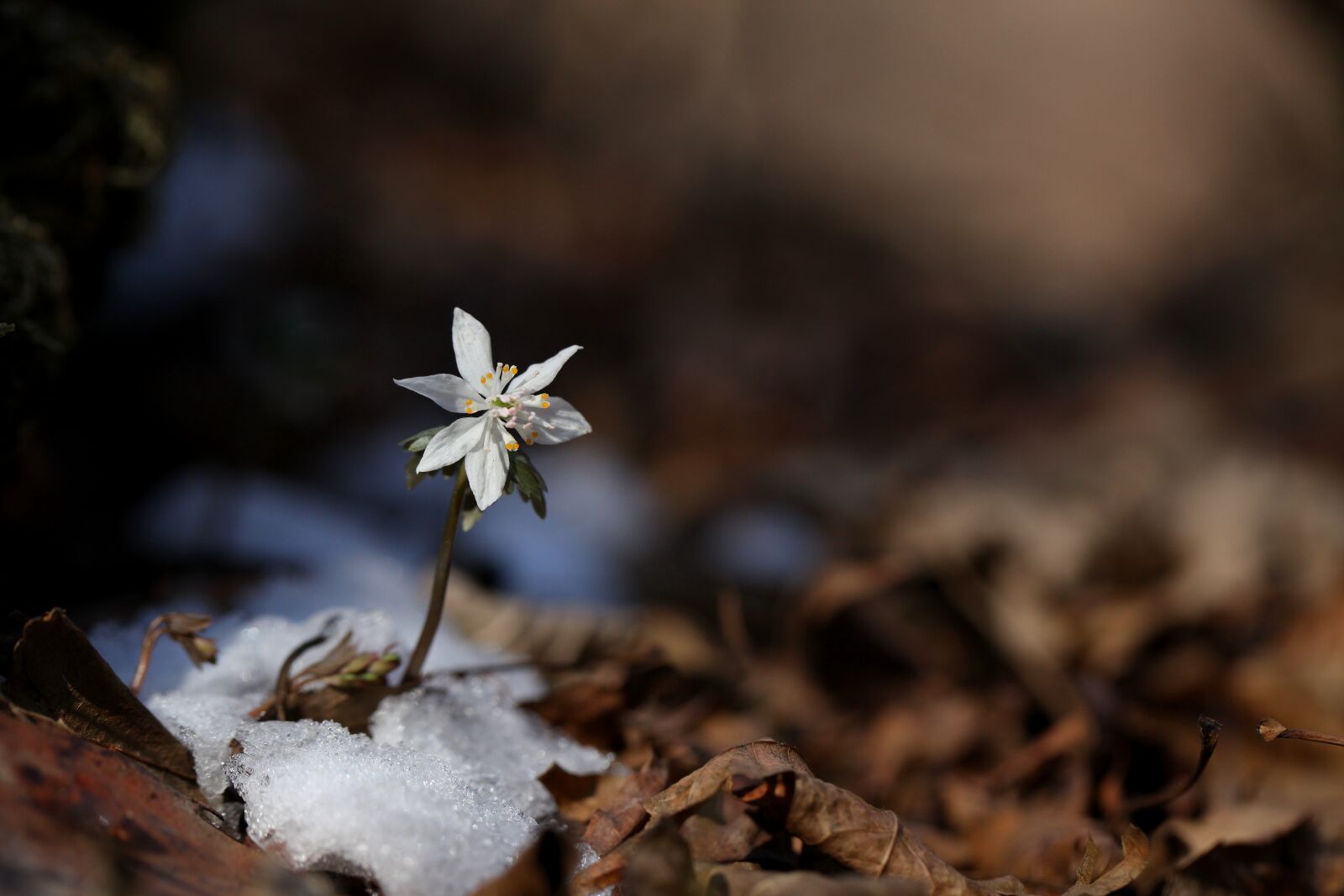 Canon EOS 5D Mark II sample photo. Nature, outdoors, plants photography