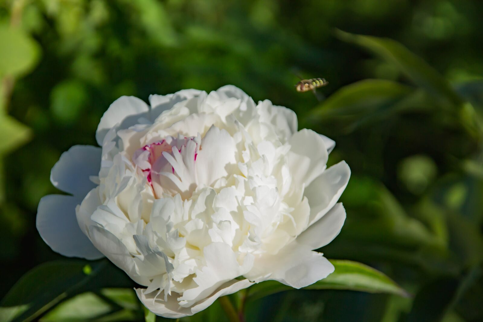 Canon EOS 1100D (EOS Rebel T3 / EOS Kiss X50) sample photo. Nature, flower, peony white photography