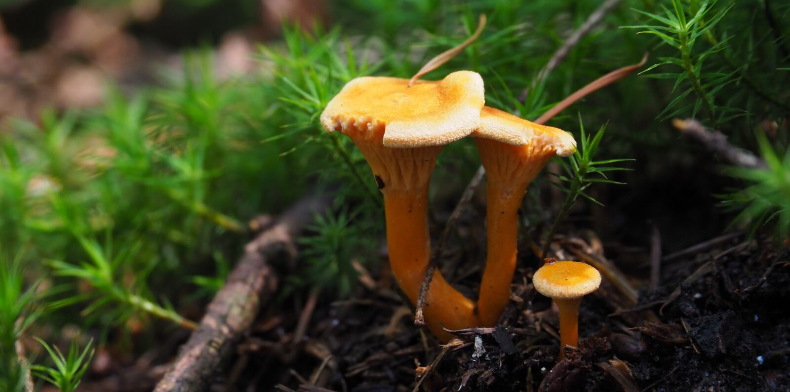 OLYMPUS M.14-150mm F4.0-5.6 II sample photo. Nature, mushroom, forest floor photography