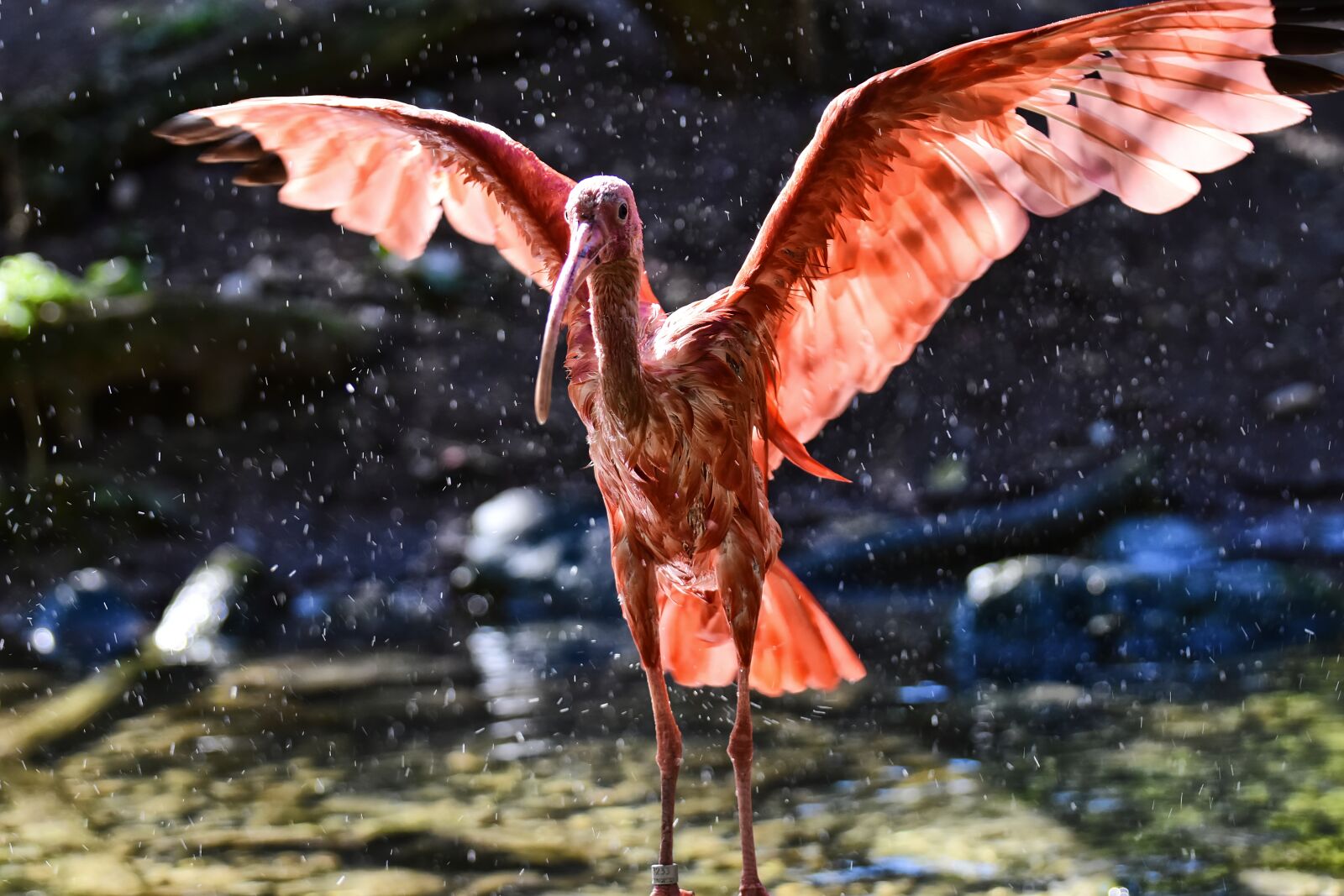 Nikon D7200 sample photo. Ibis, eudocimus ruber, scarlet photography