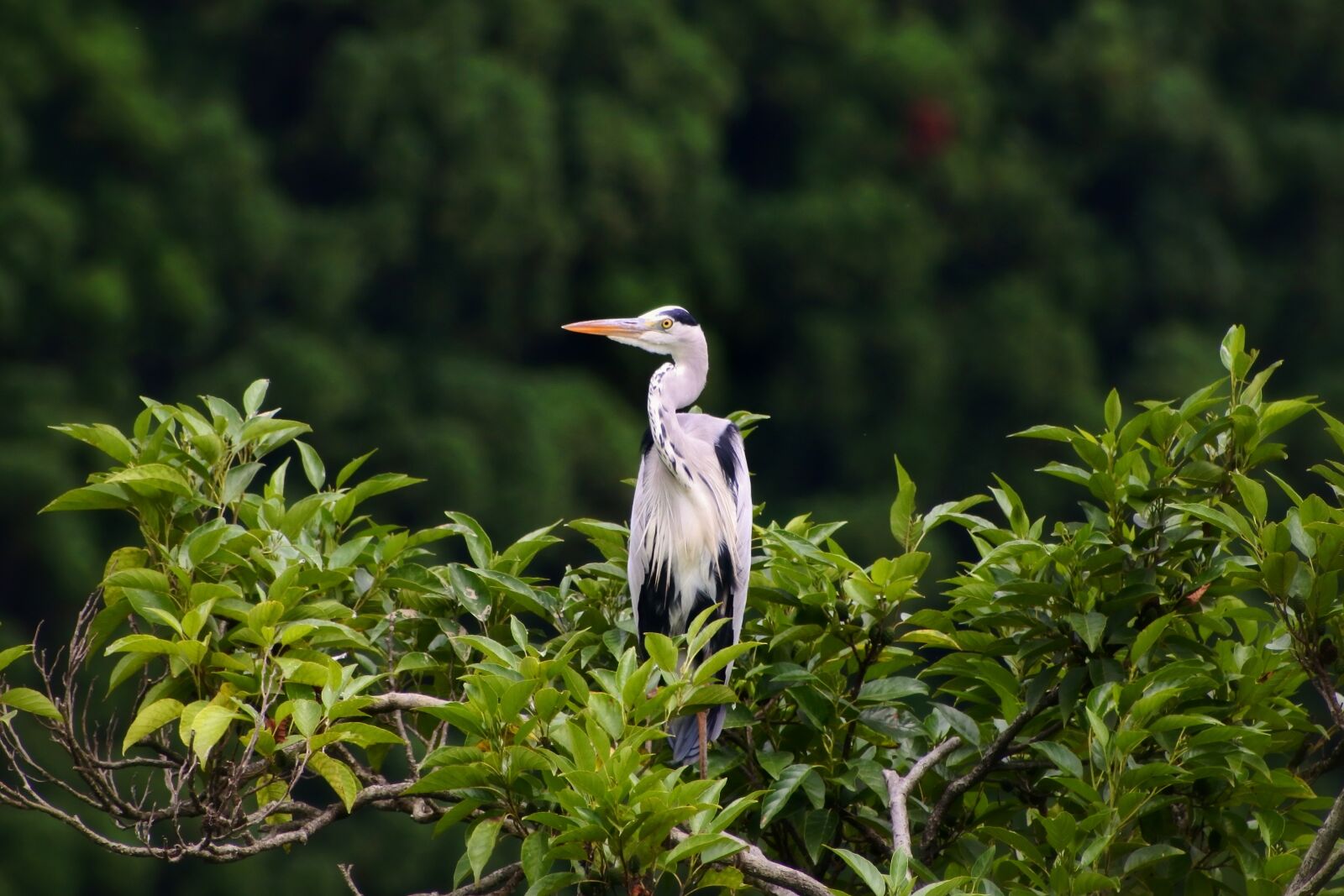 VR 70-300mm f/4.5-6.3G sample photo. Animal, forest, wood photography