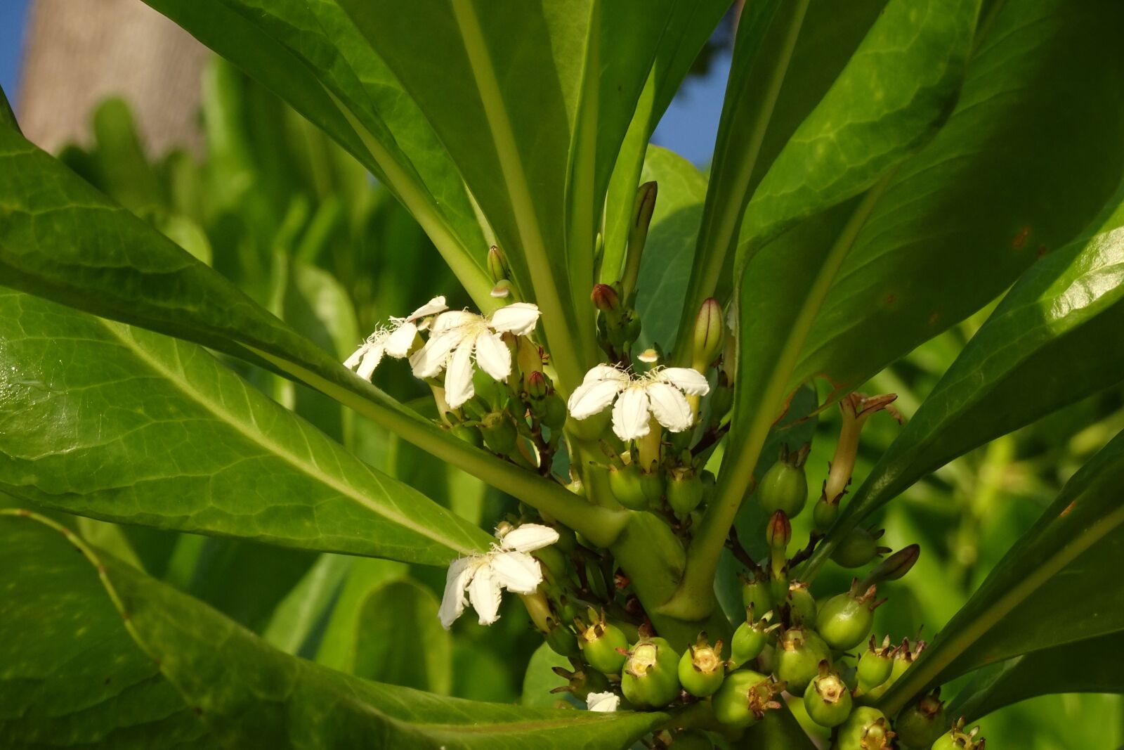 Sony Cyber-shot DSC-HX90V sample photo. Flower, tree, scaevola taccada photography