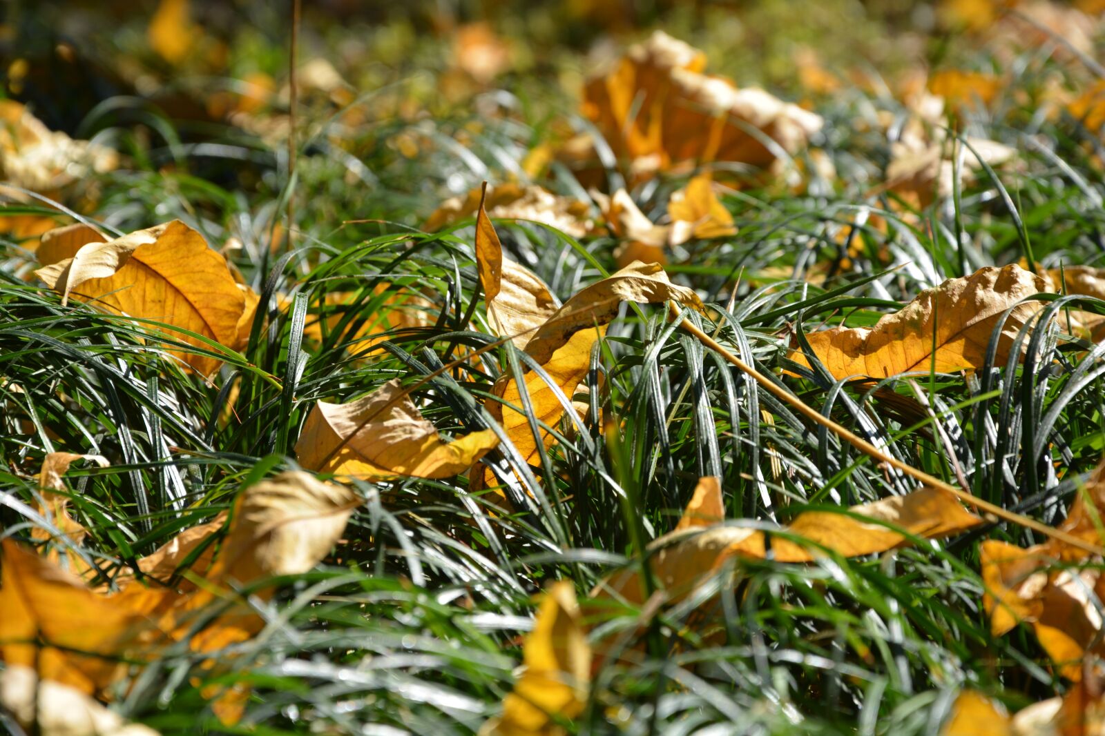 Nikon D5200 sample photo. Autumn, grass, leaves photography