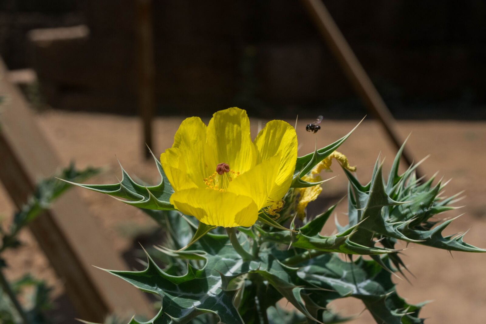Nikon D5300 sample photo. Fly, nature, butterfly photography
