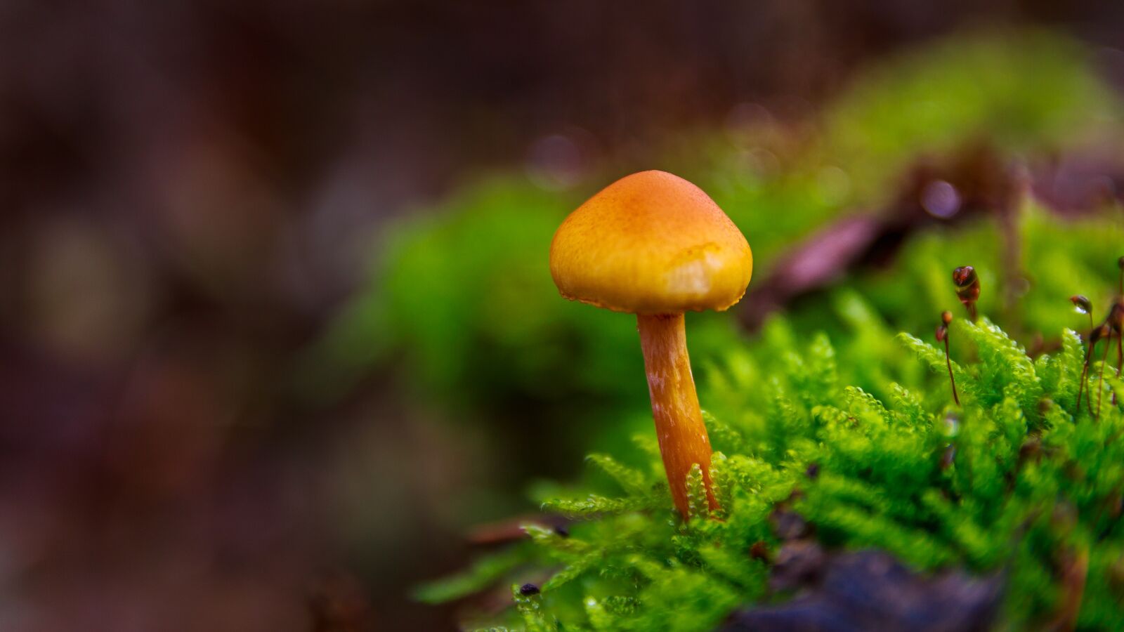 Canon EOS 650D (EOS Rebel T4i / EOS Kiss X6i) sample photo. Mushroom, macro, close up photography