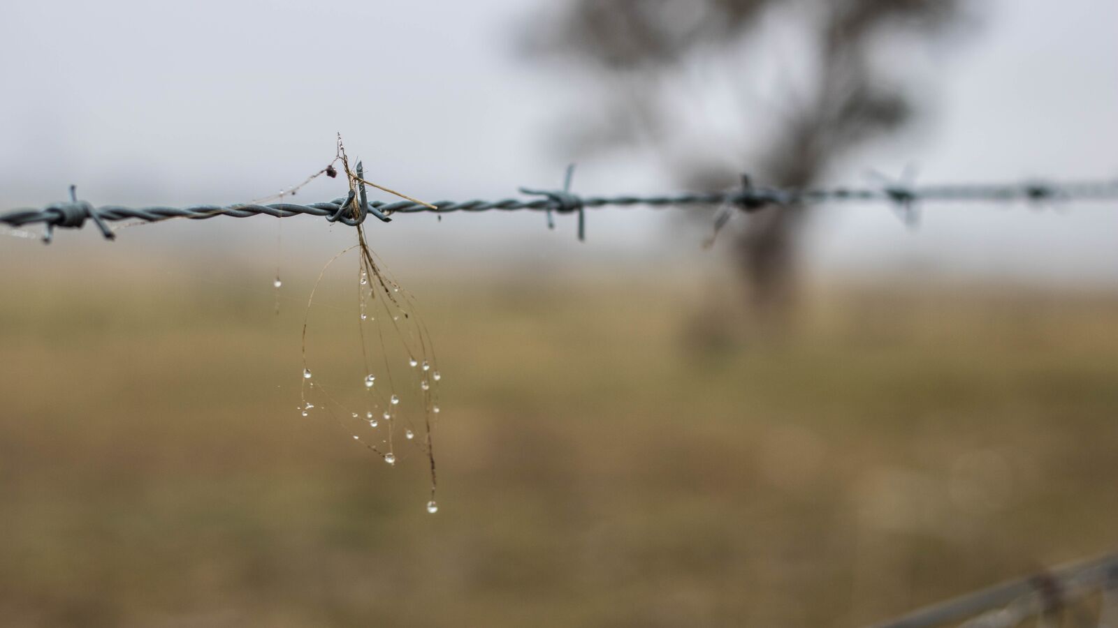 Canon EOS 750D (EOS Rebel T6i / EOS Kiss X8i) sample photo. Barbed wire, dangerous, scary photography