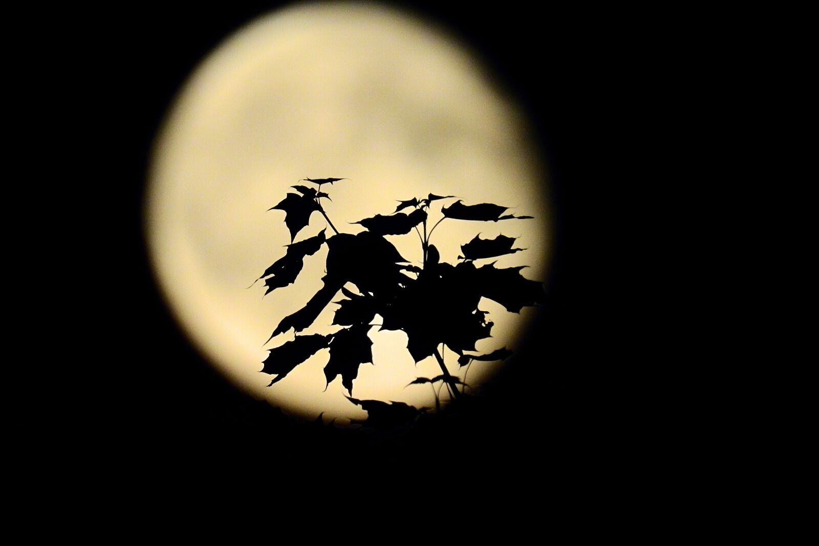 Nikon Coolpix P900 sample photo. The leaves on the photography