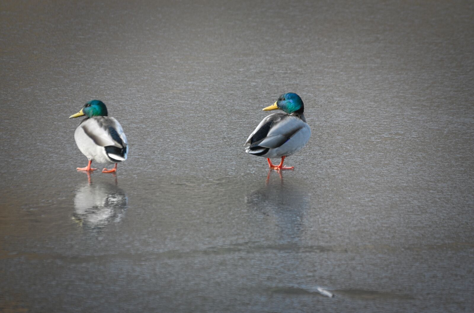 Nikon D70 sample photo. Ducks, mallards, waterfowl photography