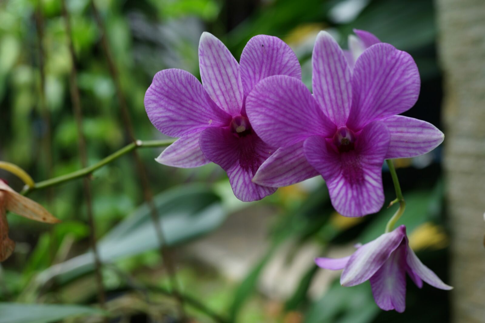 Sony Cyber-shot DSC-RX1R sample photo. Orchids, macro, bloom photography