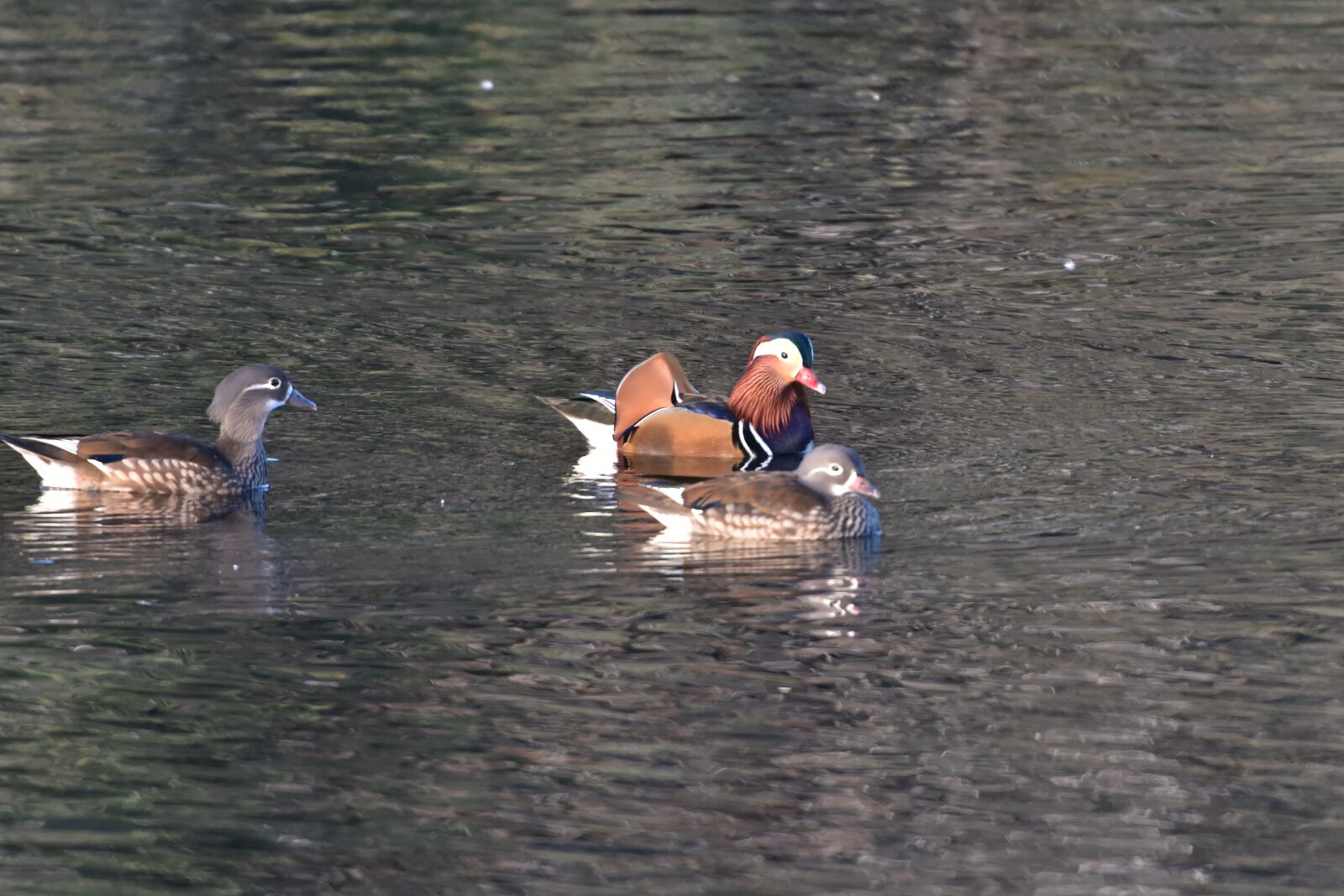 Nikon D810 sample photo. Waters, lake, duck photography