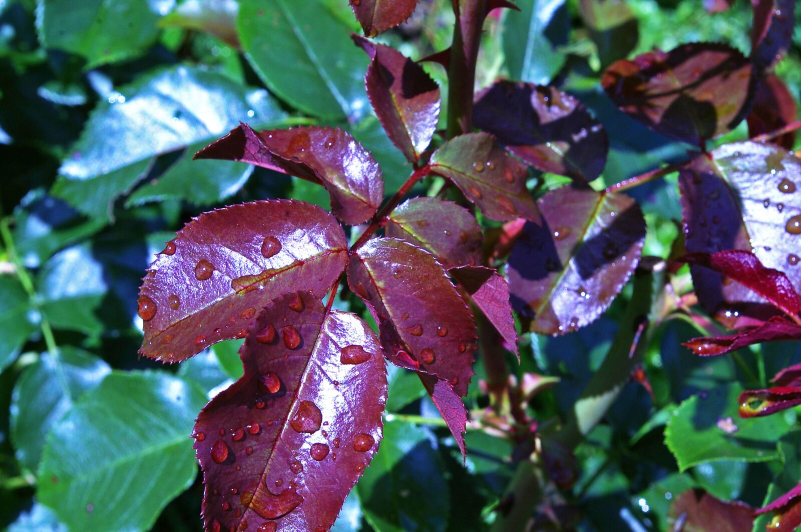 Pentax *ist DL2 sample photo. Rose petals, new growth photography