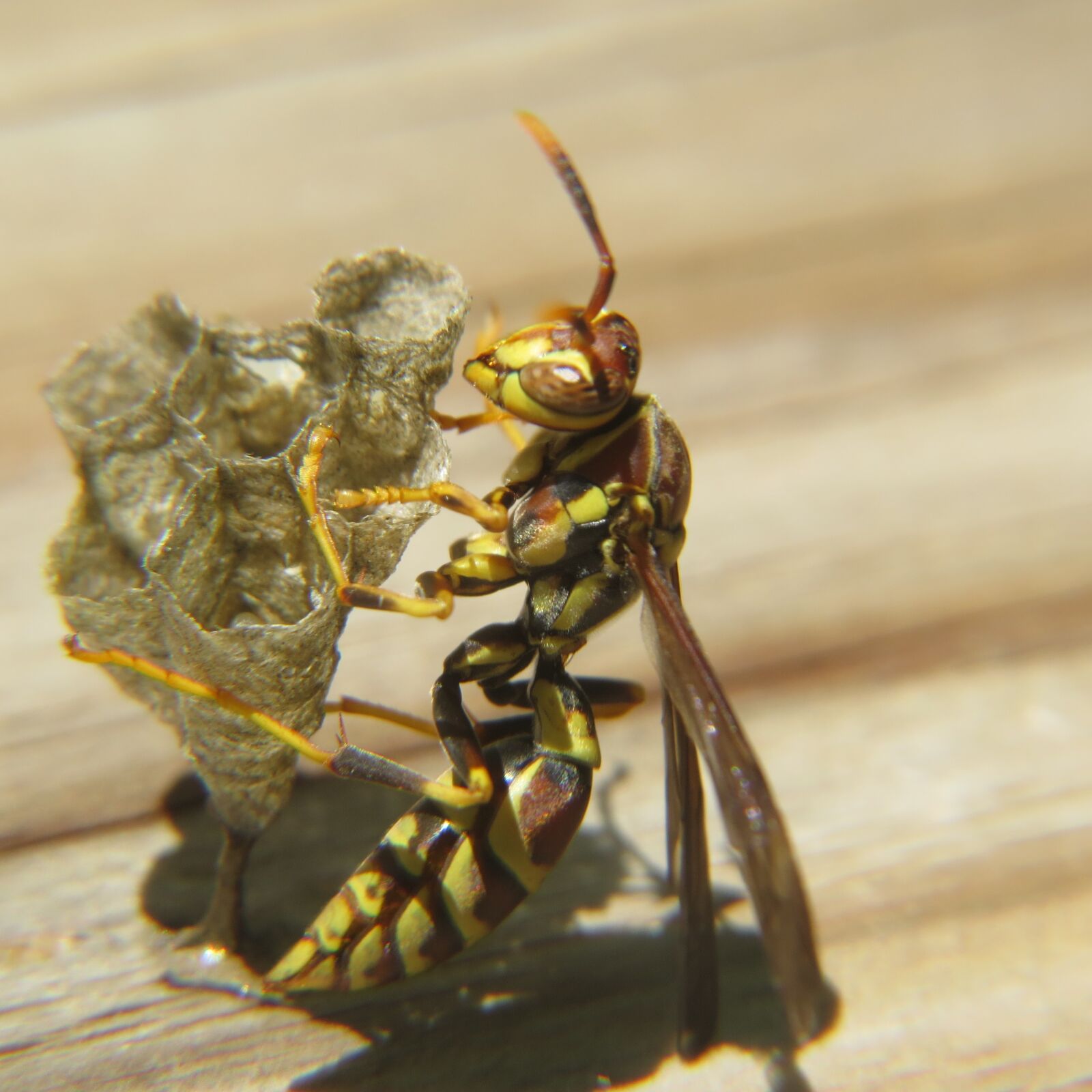 Canon PowerShot SX50 HS sample photo. Wasp, insect, nest photography