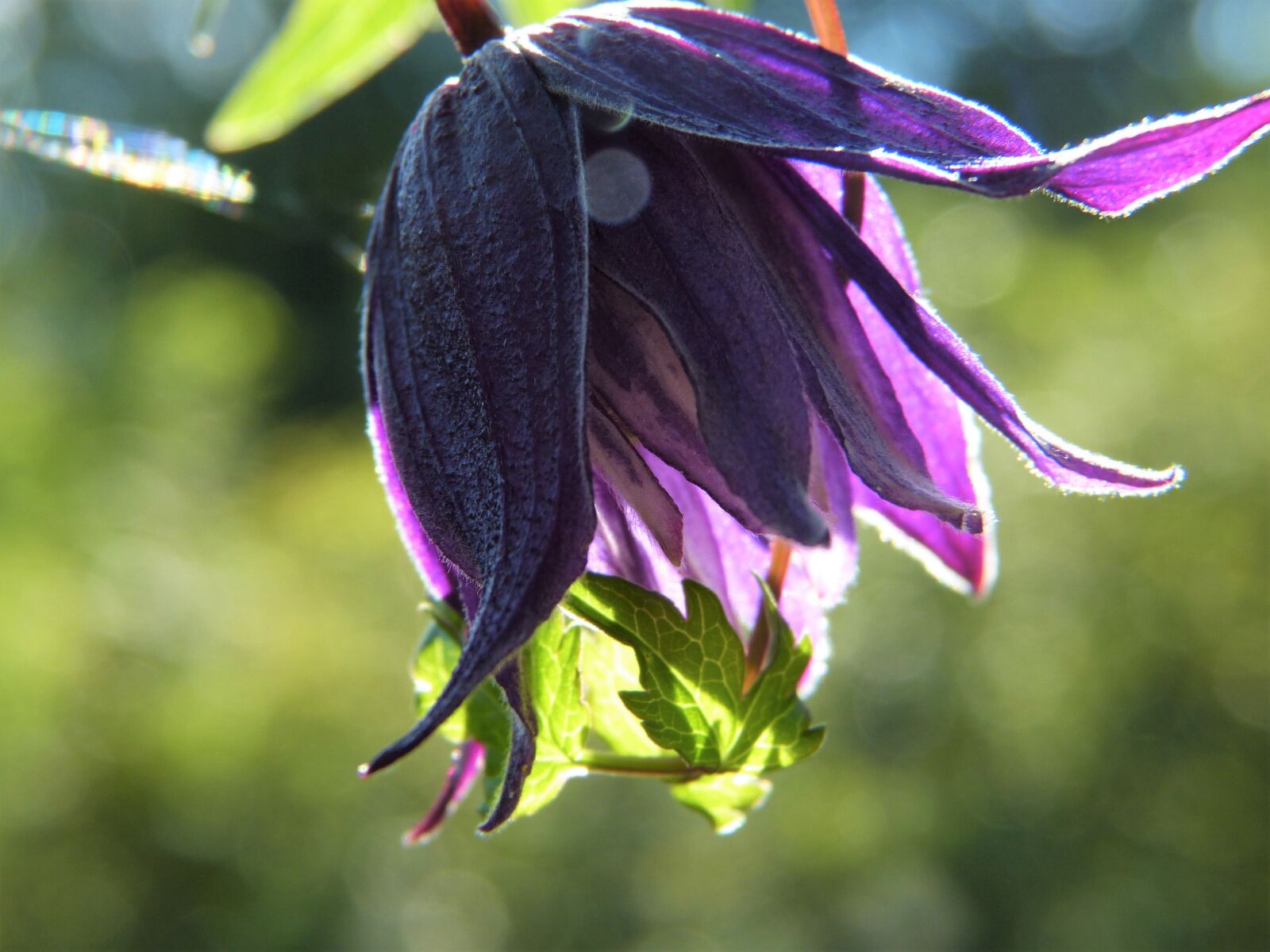 Panasonic Lumix DMC-FZ150 sample photo. Clematis, purple, blossom photography