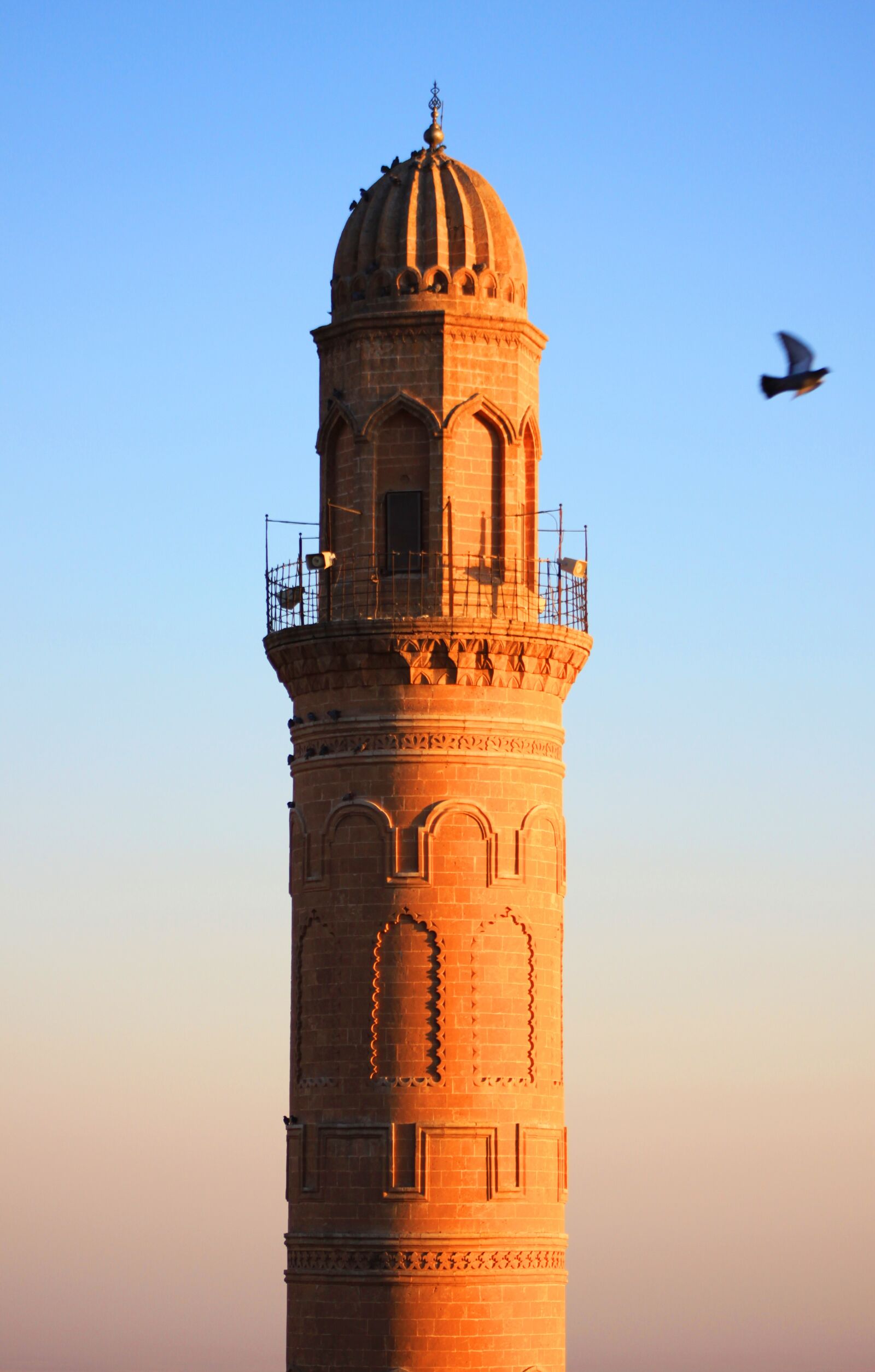 Canon EOS 500D (EOS Rebel T1i / EOS Kiss X3) sample photo. Minaret, cami, bird photography