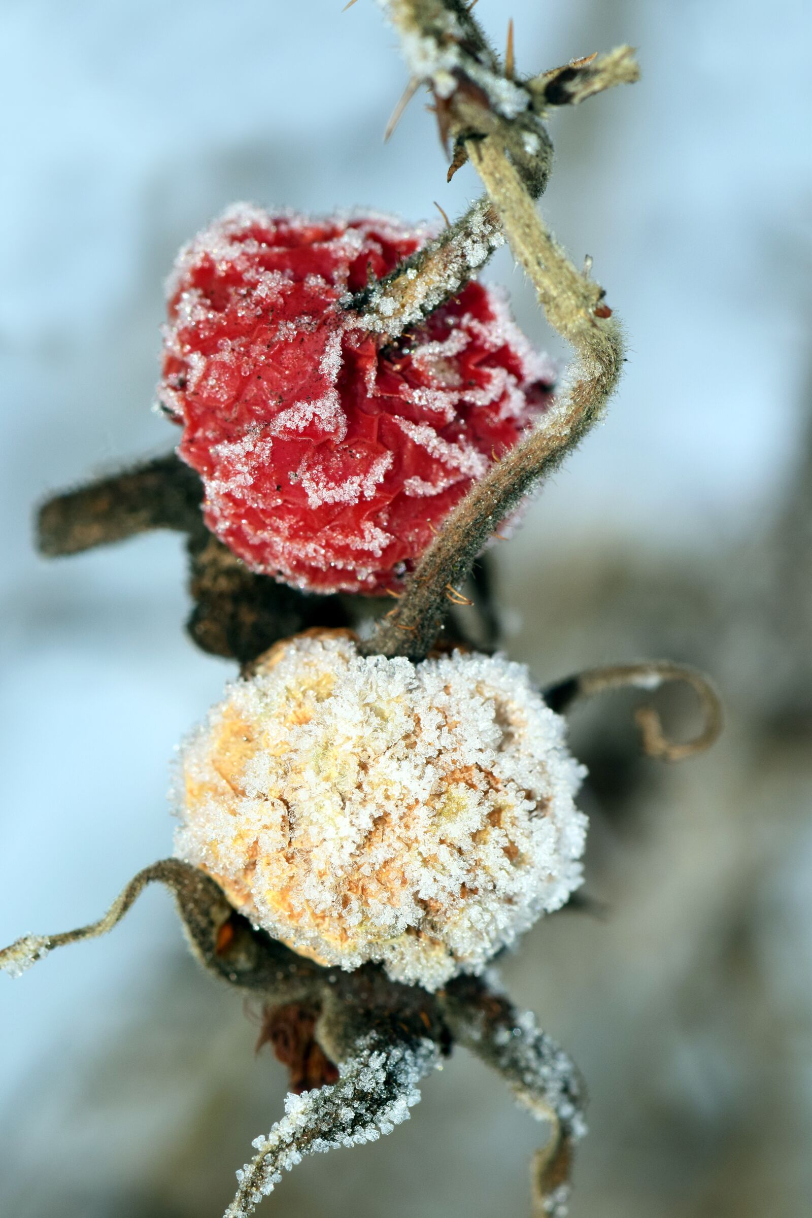 Nikon D3300 sample photo. Berries, frozen berries, rose photography