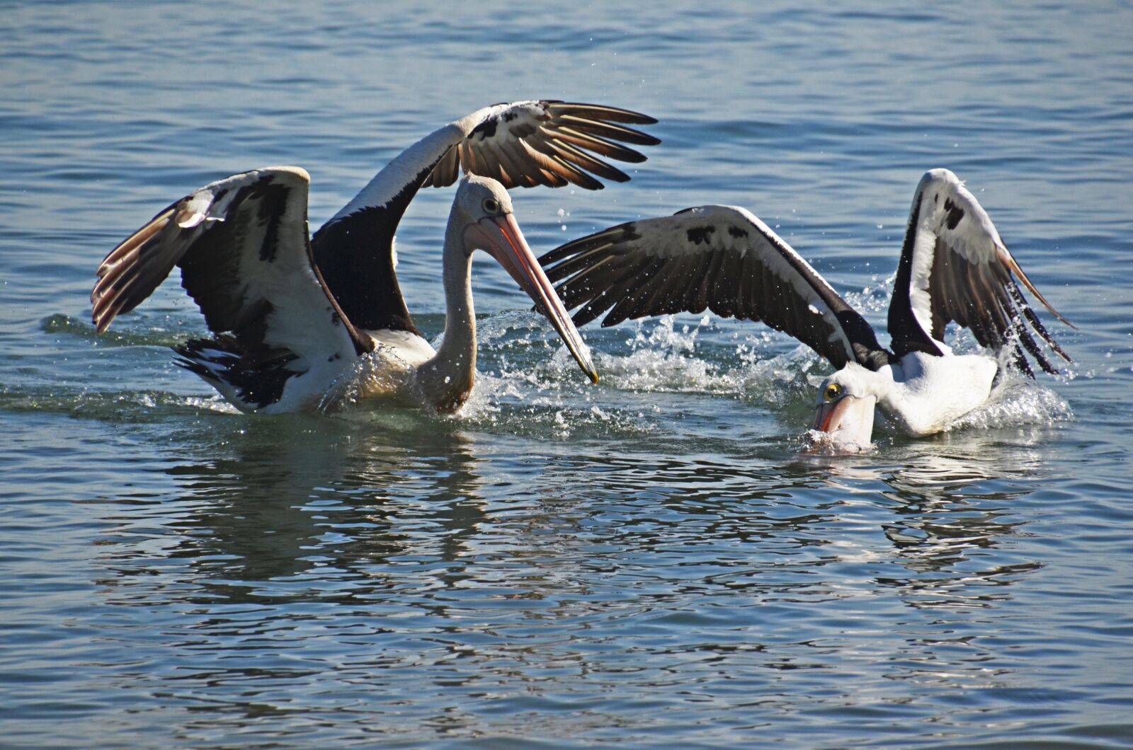 Nikon D5100 sample photo. Nature, australia, pelicans photography