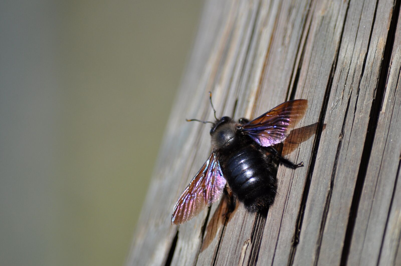 Nikon D90 sample photo. Carpenter bee, xylocopa, bee photography