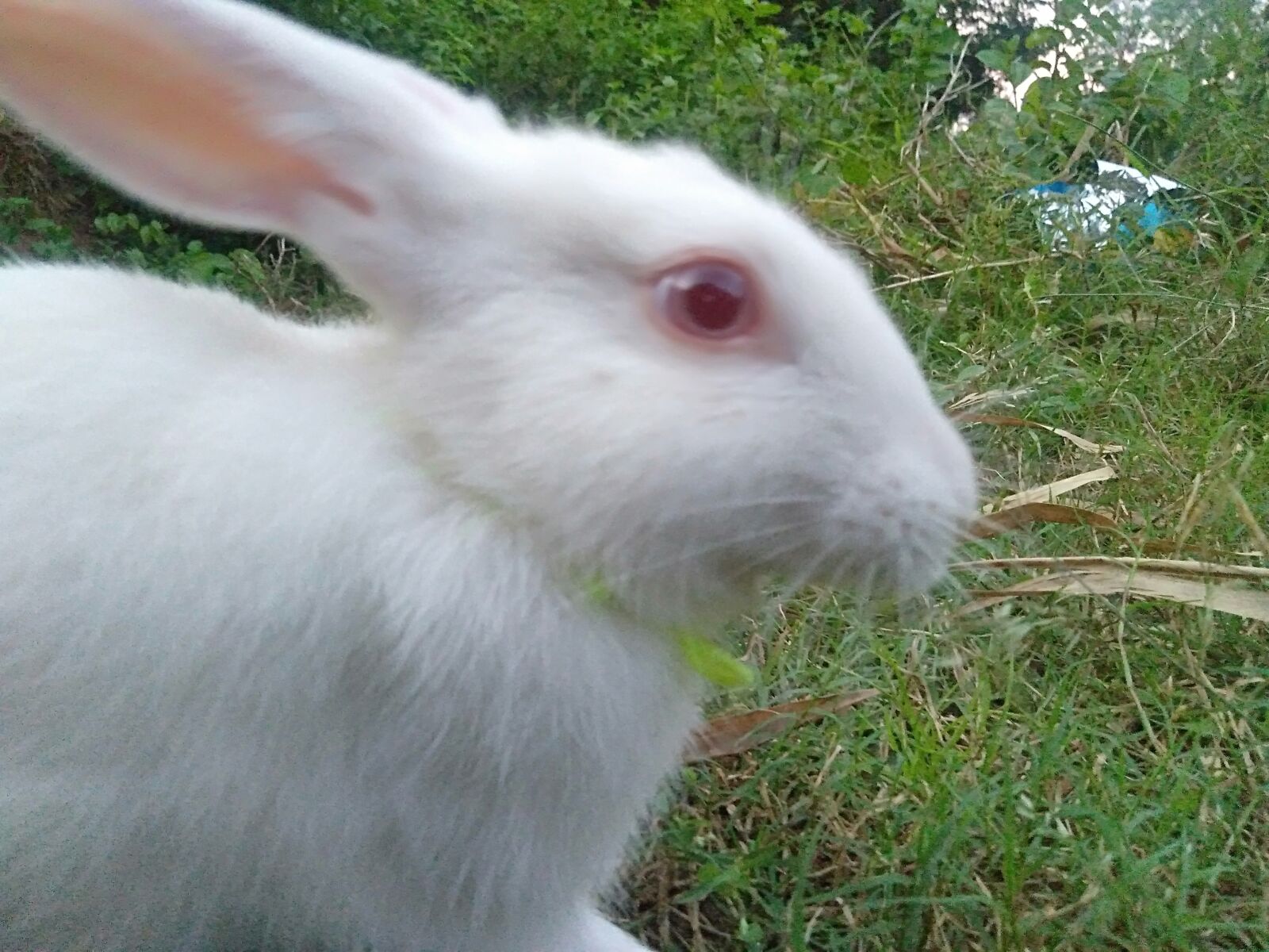 OPPO Realme C1 sample photo