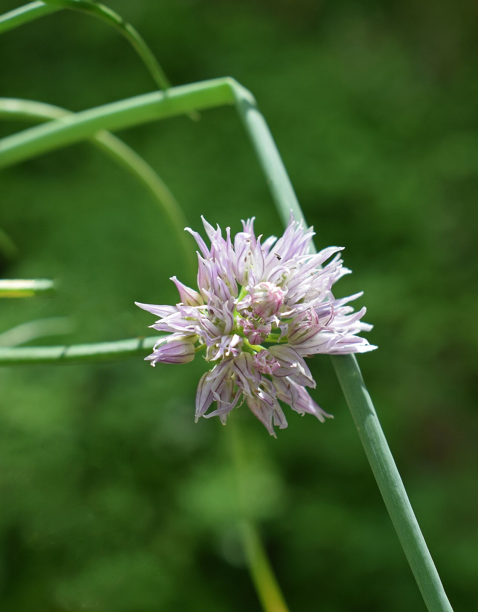 Nikon D3300 sample photo. Chives, flower, blossom photography