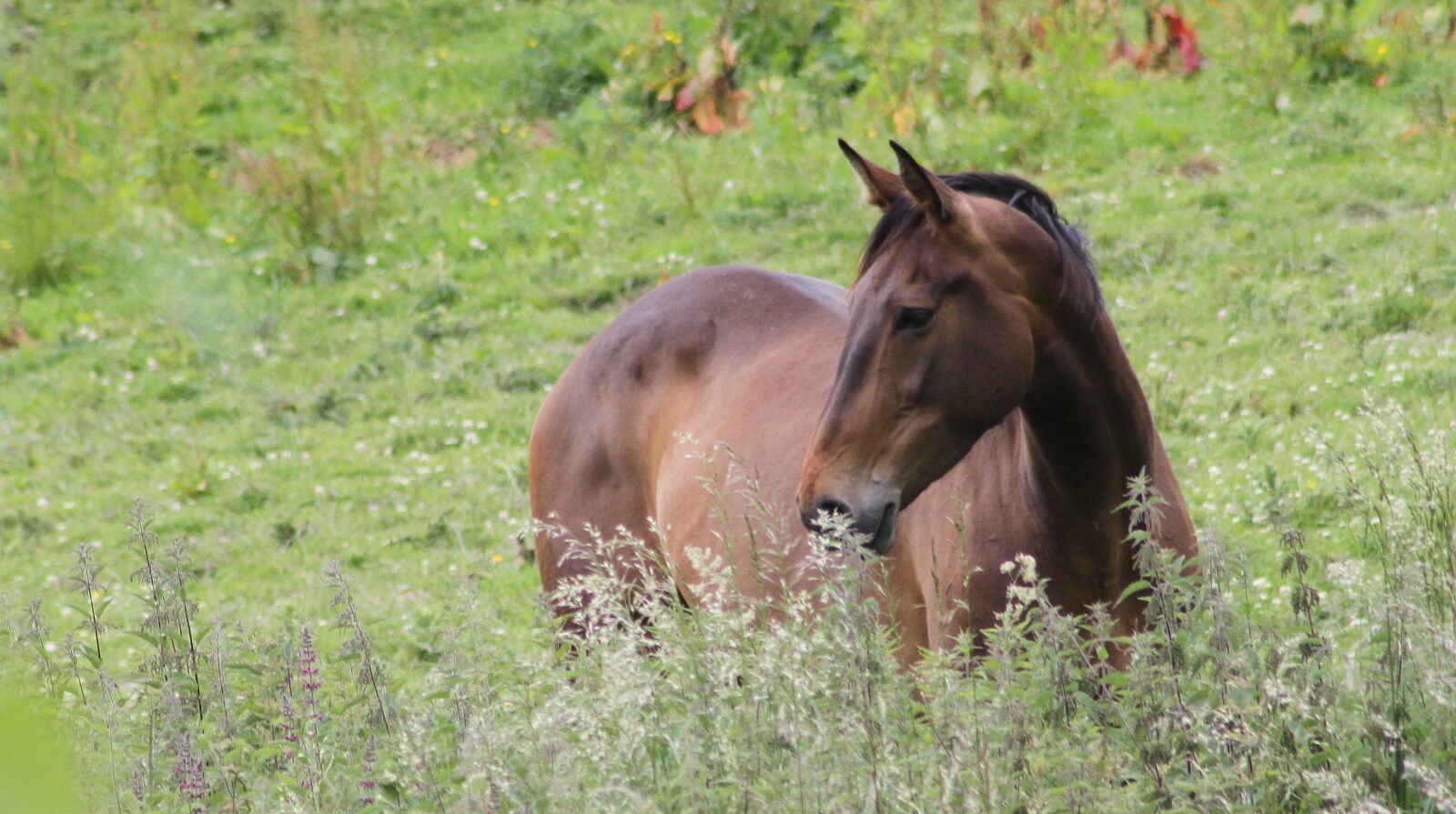 Canon EOS 7D + Canon EF 75-300mm f/4-5.6 USM sample photo. Horse, field, animal photography
