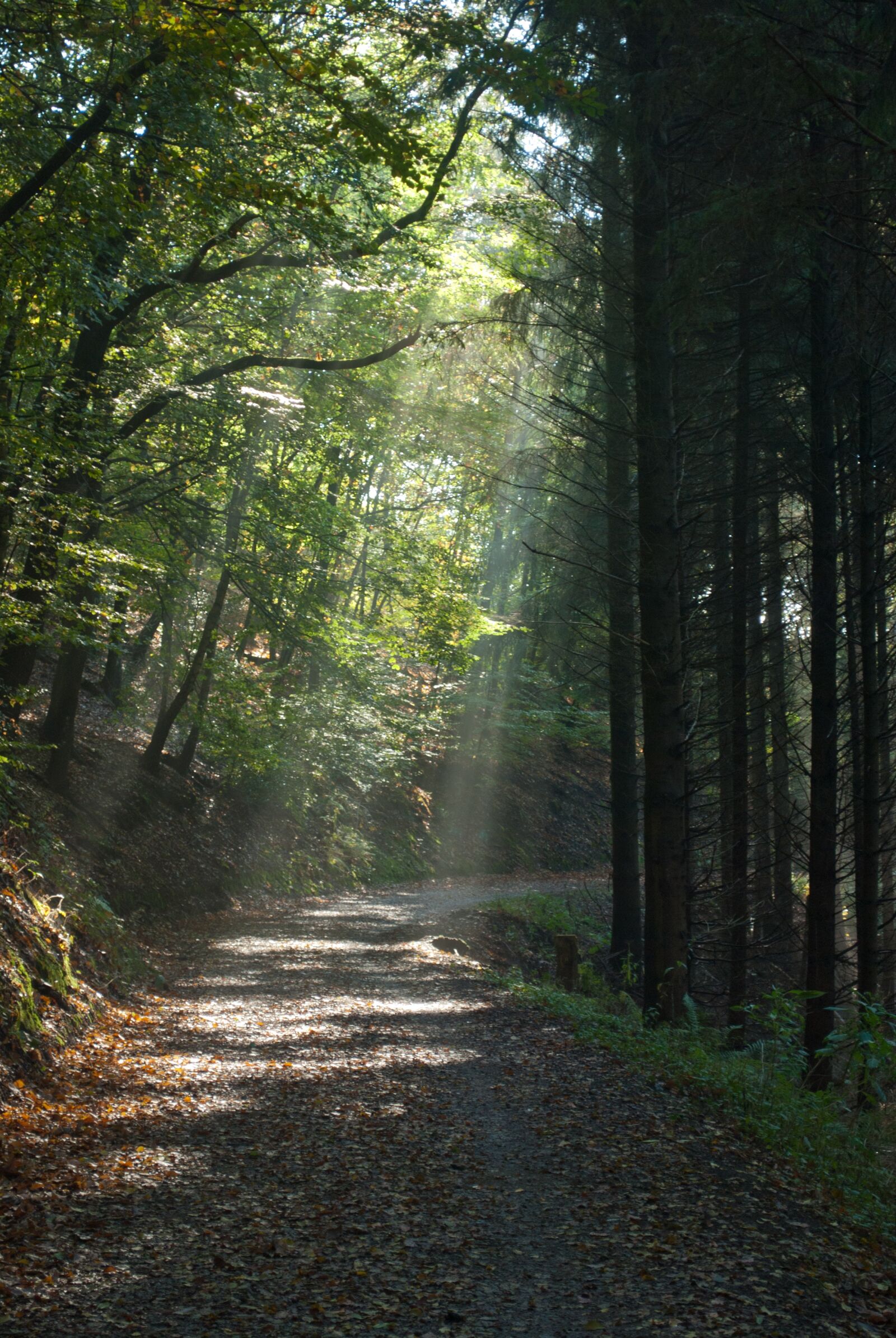 Nikon D60 sample photo. Nature, wood, tree photography