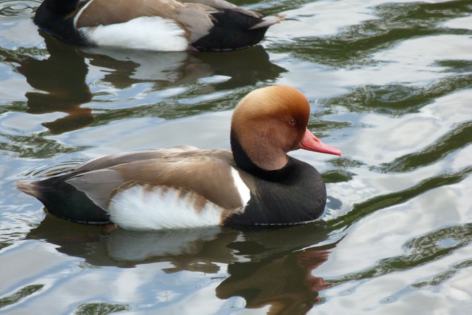 Panasonic Lumix DMC-FZ40 (Lumix DMC-FZ45) sample photo. Duck, red crested pochard photography