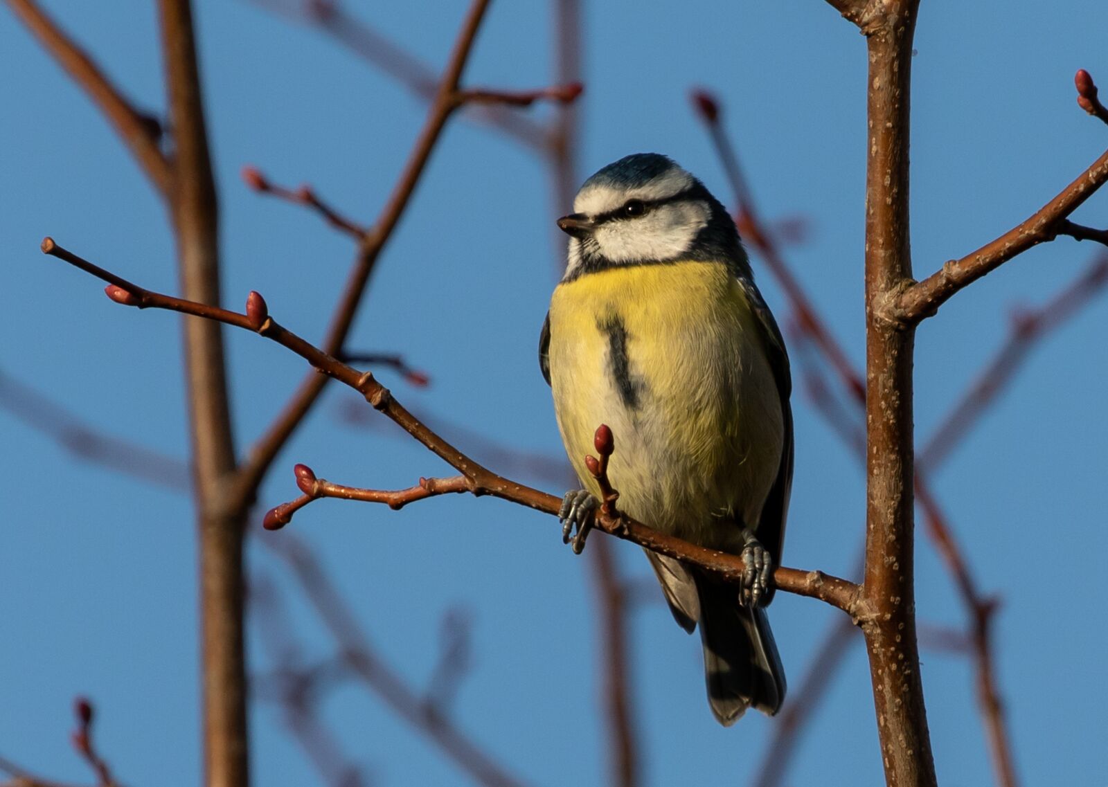 Canon EOS 7D Mark II sample photo. Blue tit, tit, small photography