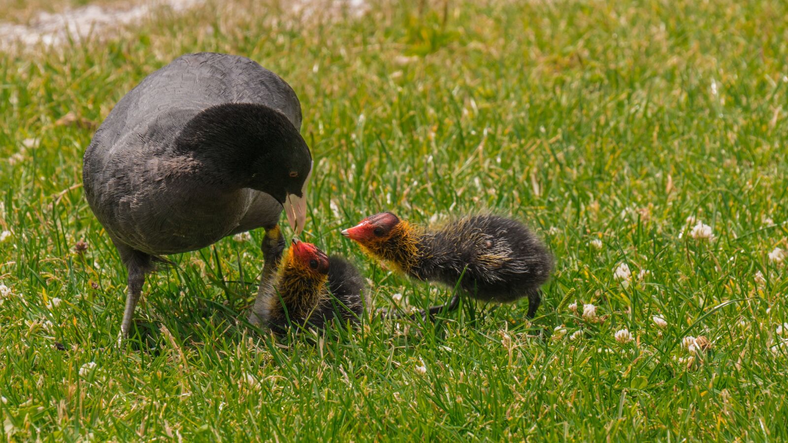 Panasonic DMC-G81 sample photo. Chickens, coot, chicks photography