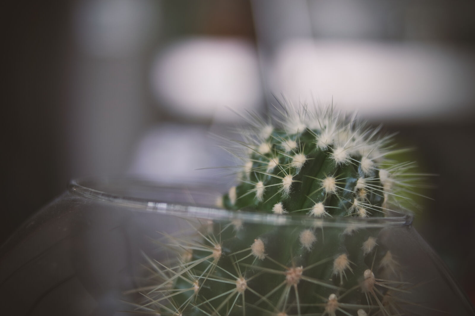 Samsung NX3000 sample photo. Green, cactus, on, clear photography