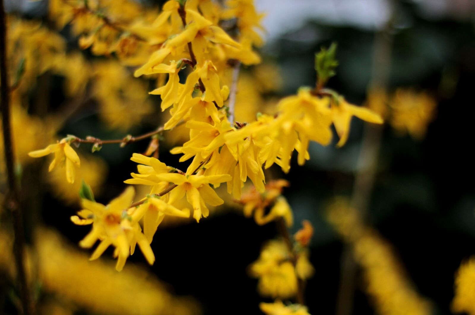 Canon EOS 600D (Rebel EOS T3i / EOS Kiss X5) + Canon EF 50mm F1.8 STM sample photo. Forsythia, yellow, spring photography