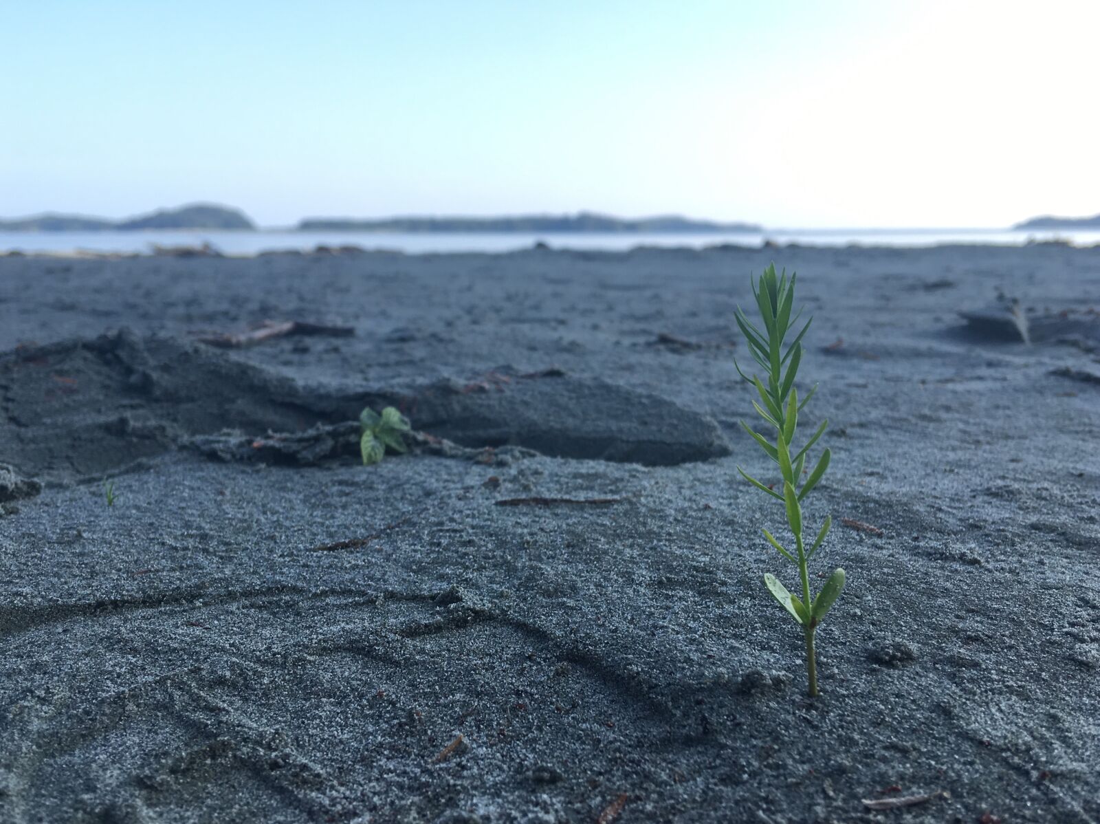 Apple iPhone SE sample photo. Ocean, sand, plant photography