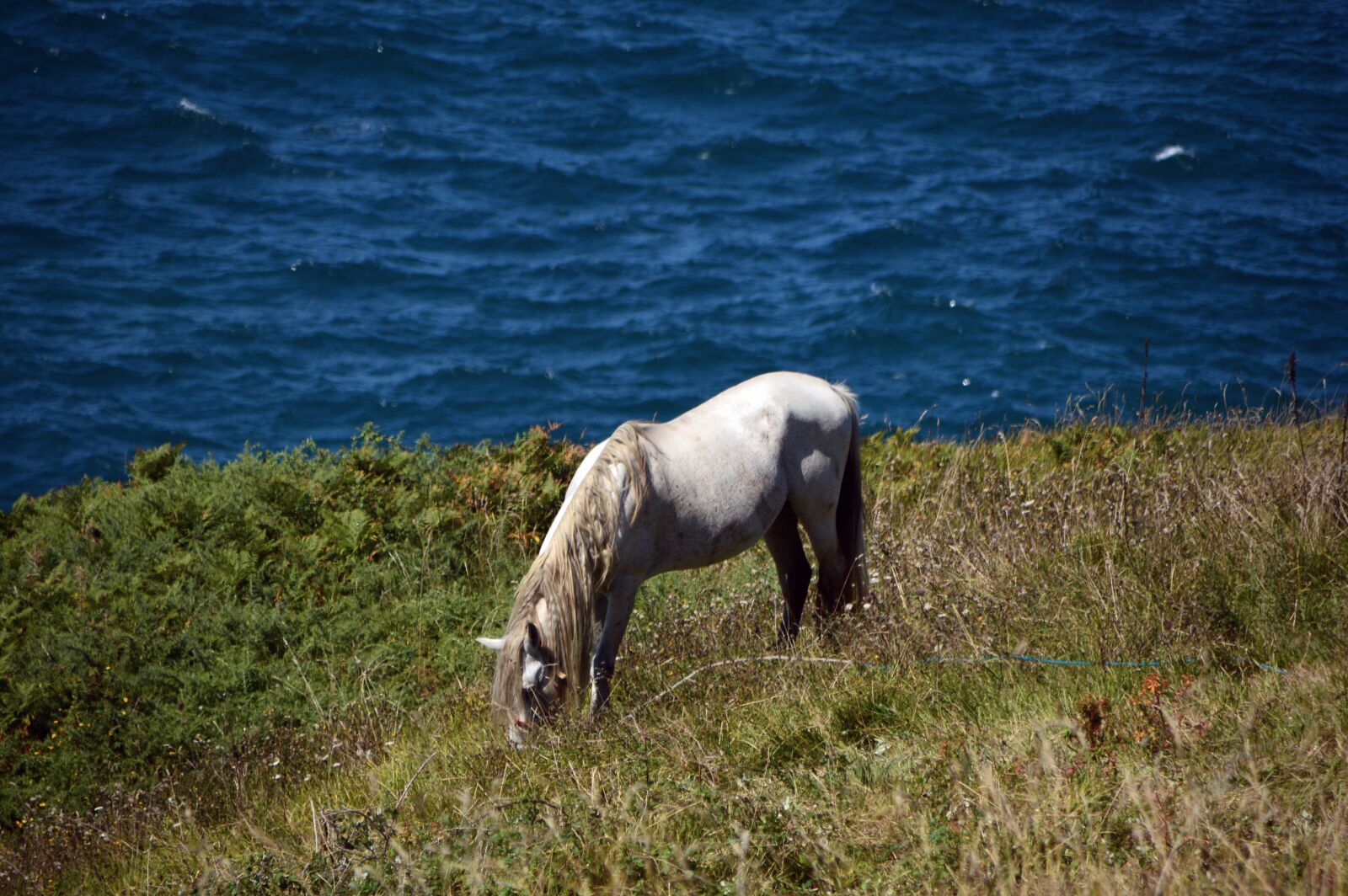 Nikon D3200 sample photo. "Horse, white, grazing" photography