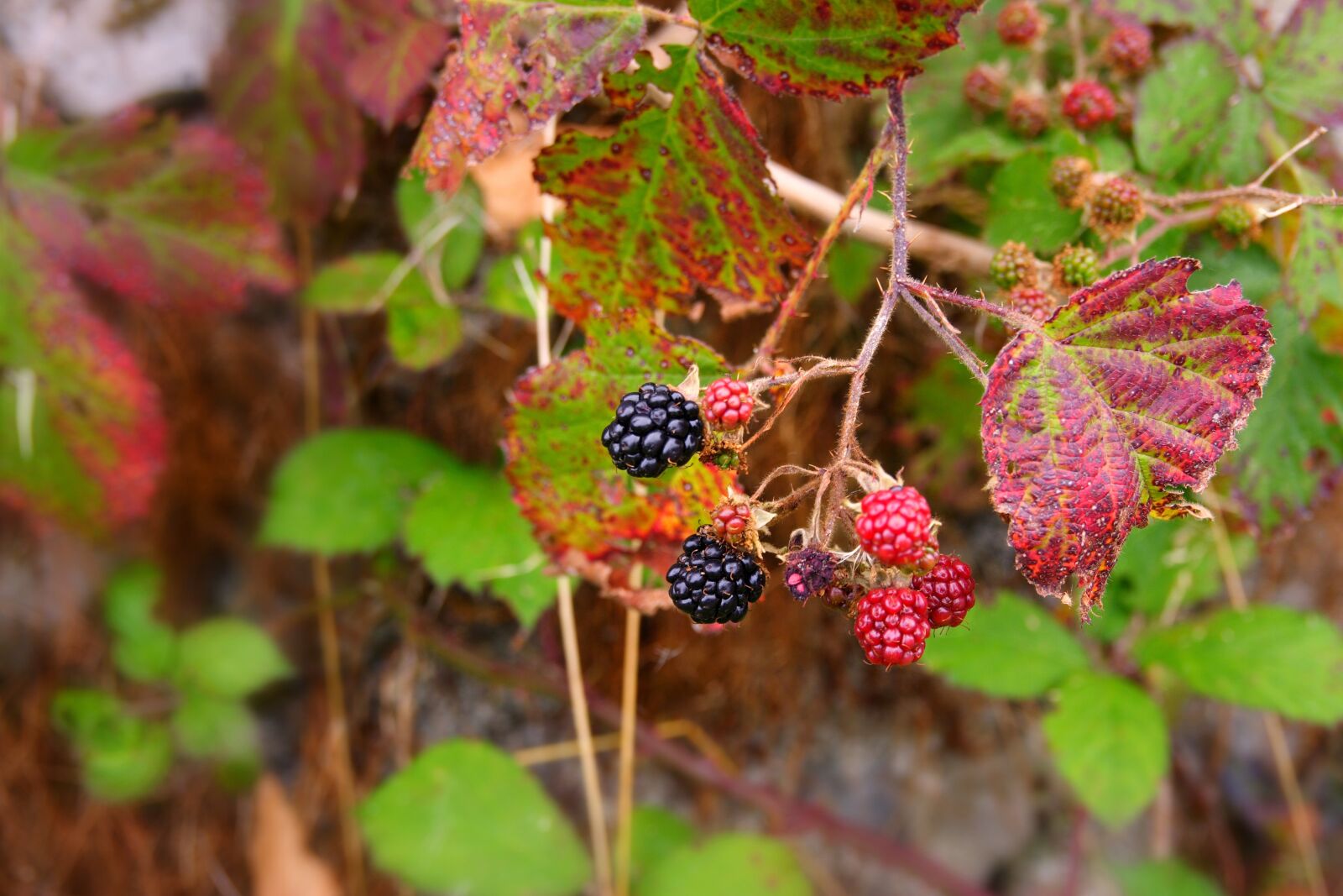 Canon EOS 350D (EOS Digital Rebel XT / EOS Kiss Digital N) sample photo. Berry, blackberry, fruit photography