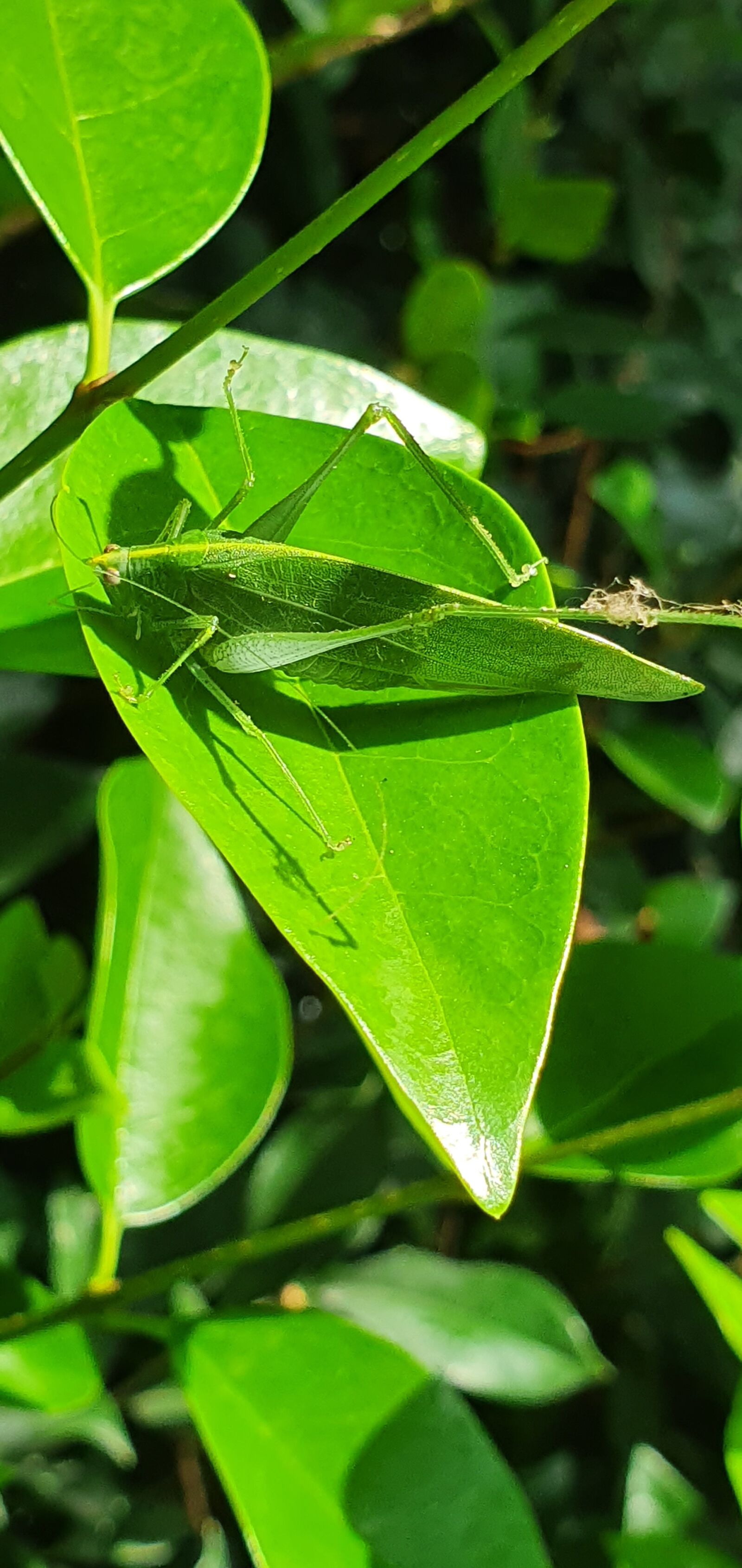 Samsung Galaxy S10 sample photo. Leaf insect, green, nature photography
